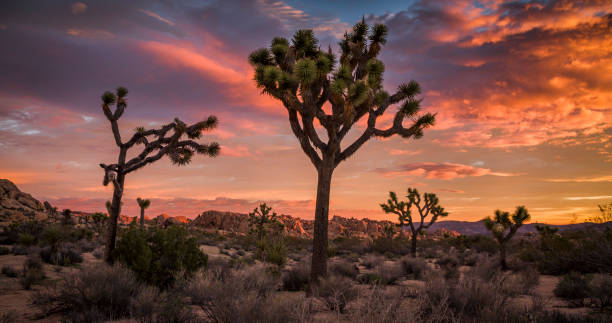 Joshua Tree Desert Sunset