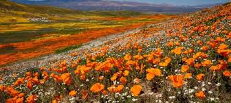 California wildflowers in bloom